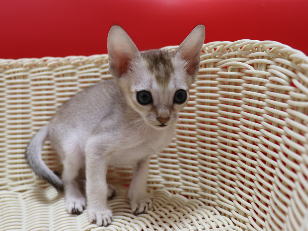 シンガプーラの子猫画像