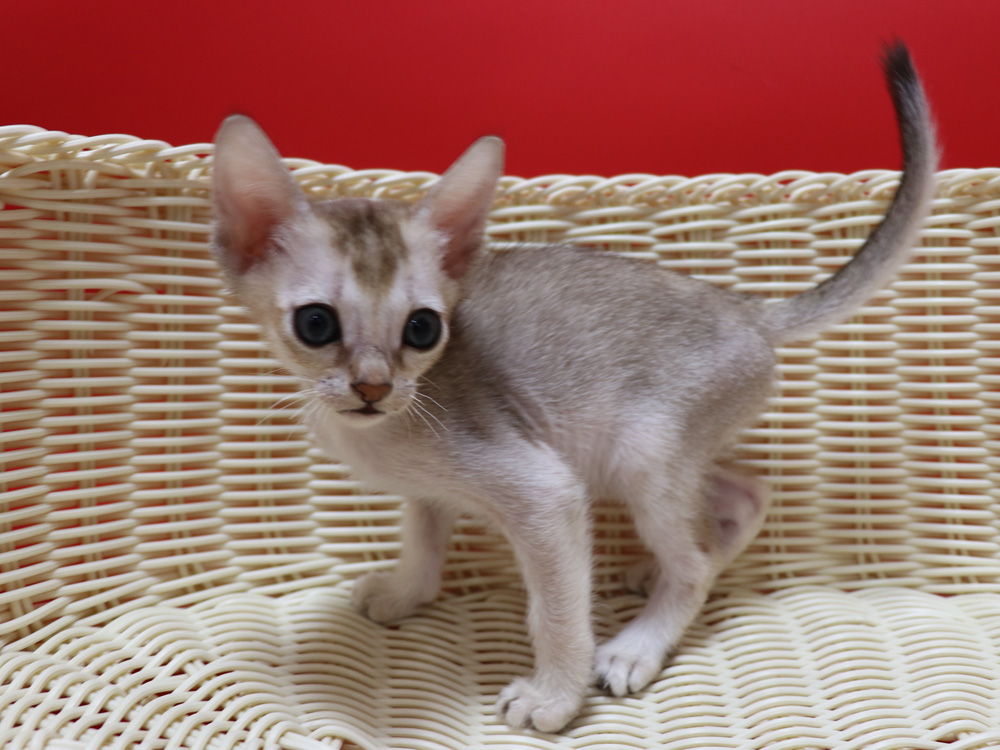シンガプーラの子猫画像