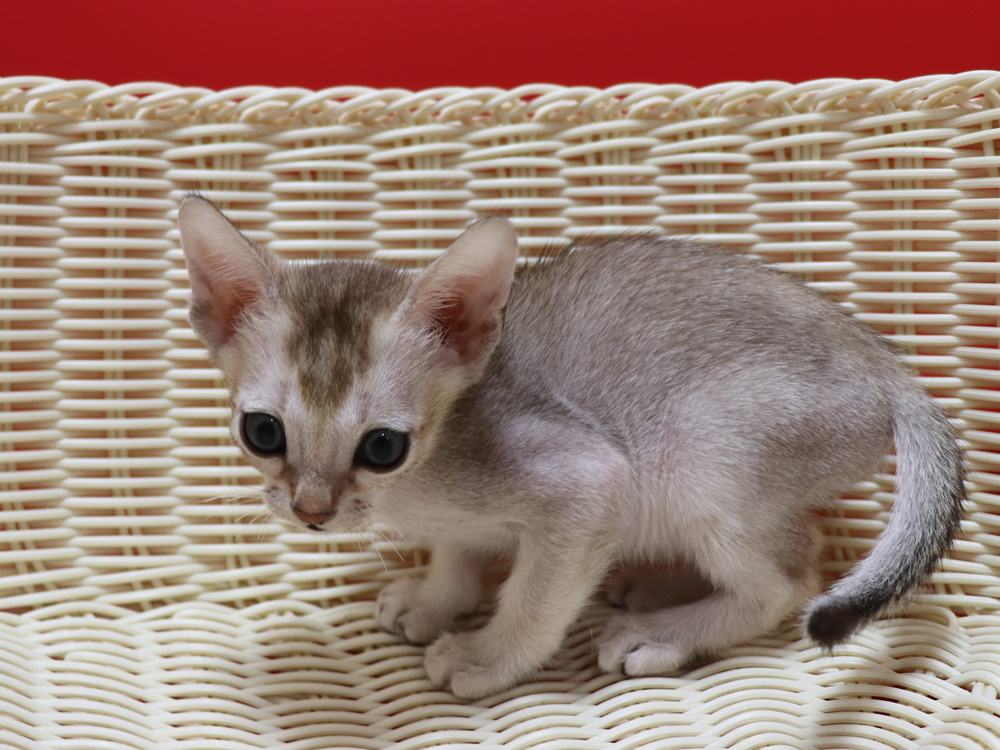 シンガプーラの子猫画像