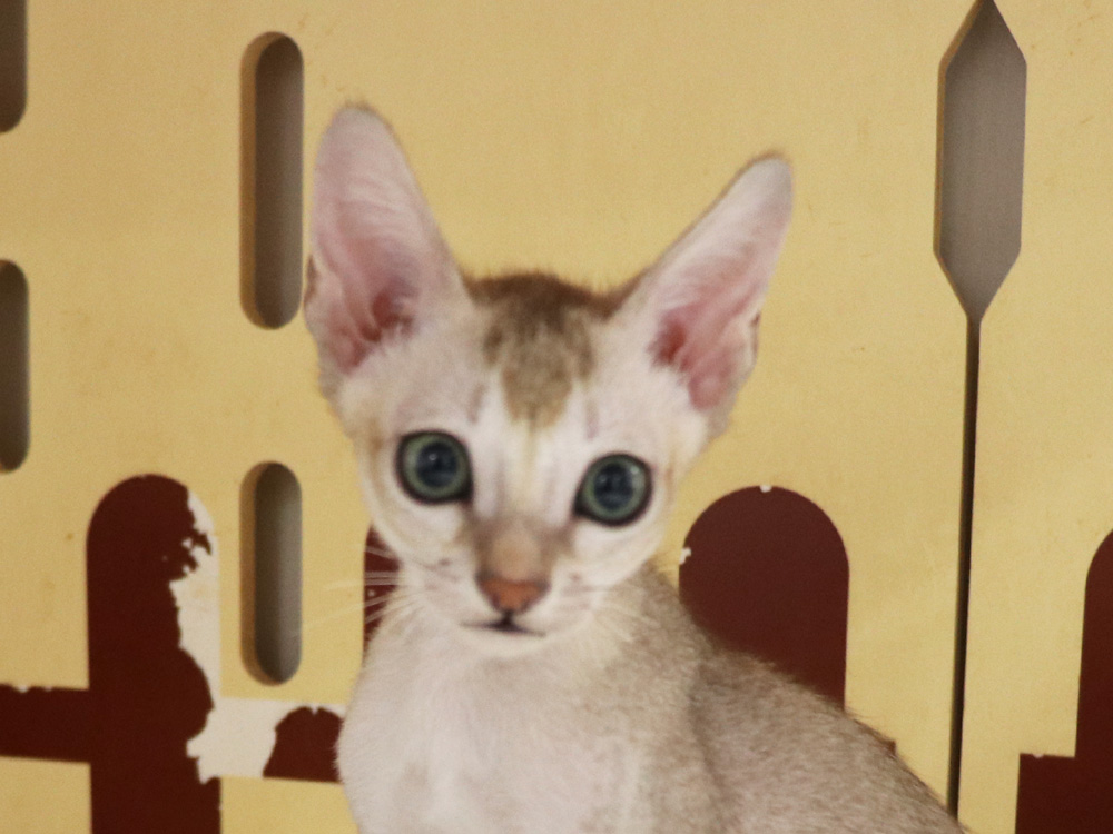 シンガプーラの子猫画像