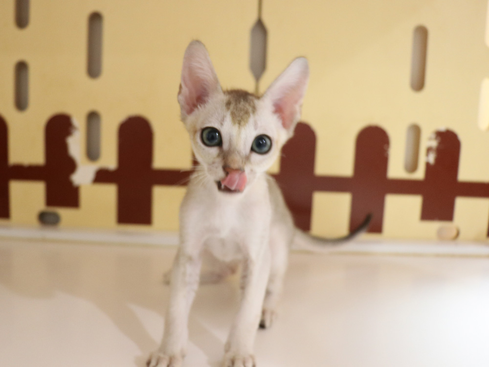 シンガプーラの子猫画像