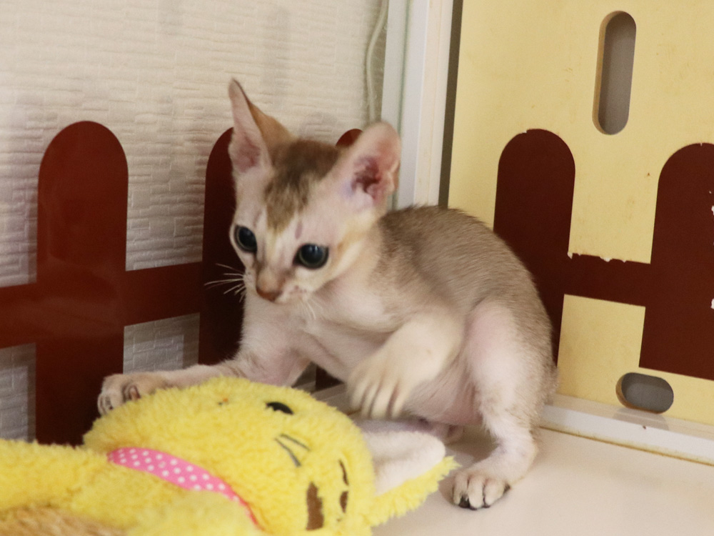 シンガプーラの子猫画像