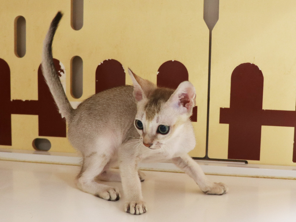 シンガプーラの子猫画像