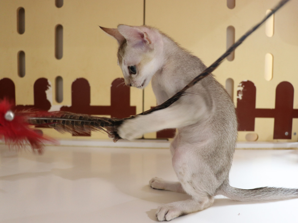 シンガプーラの子猫画像