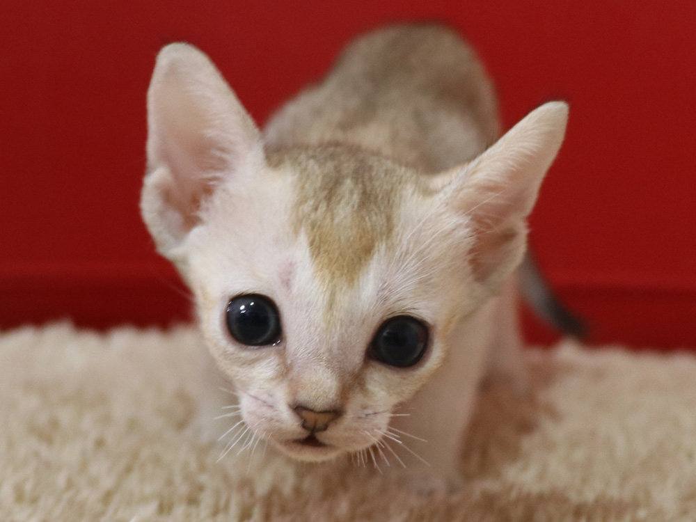 シンガプーラの子猫画像