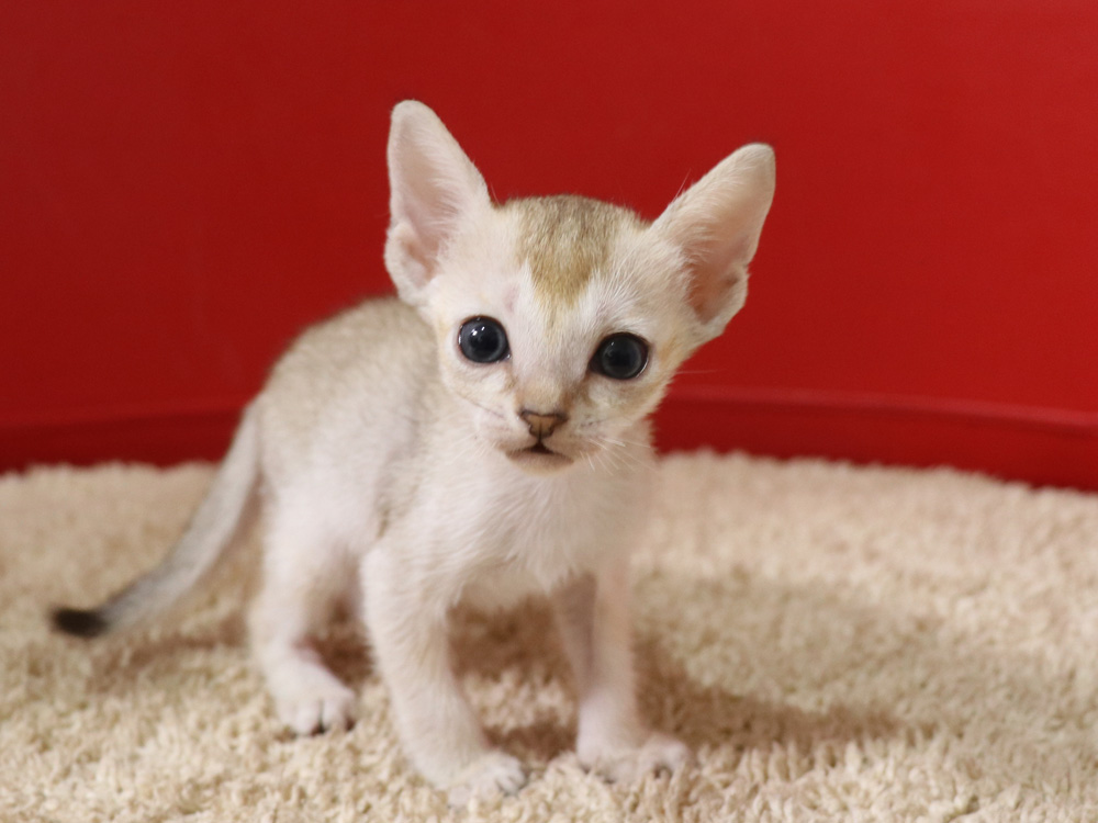 シンガプーラの子猫画像