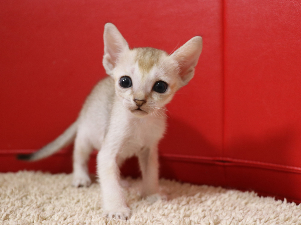 シンガプーラの子猫画像