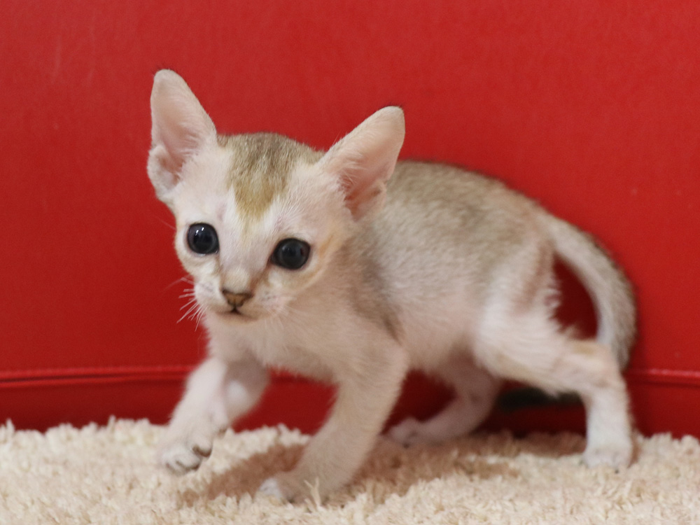 シンガプーラの子猫画像