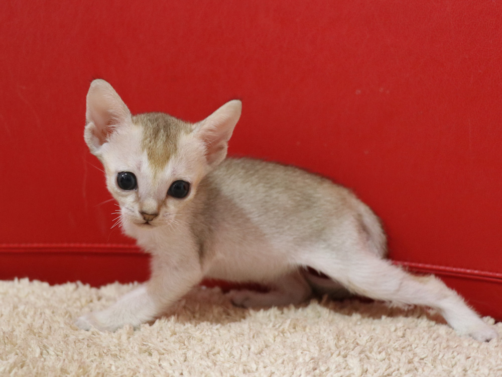 シンガプーラの子猫画像