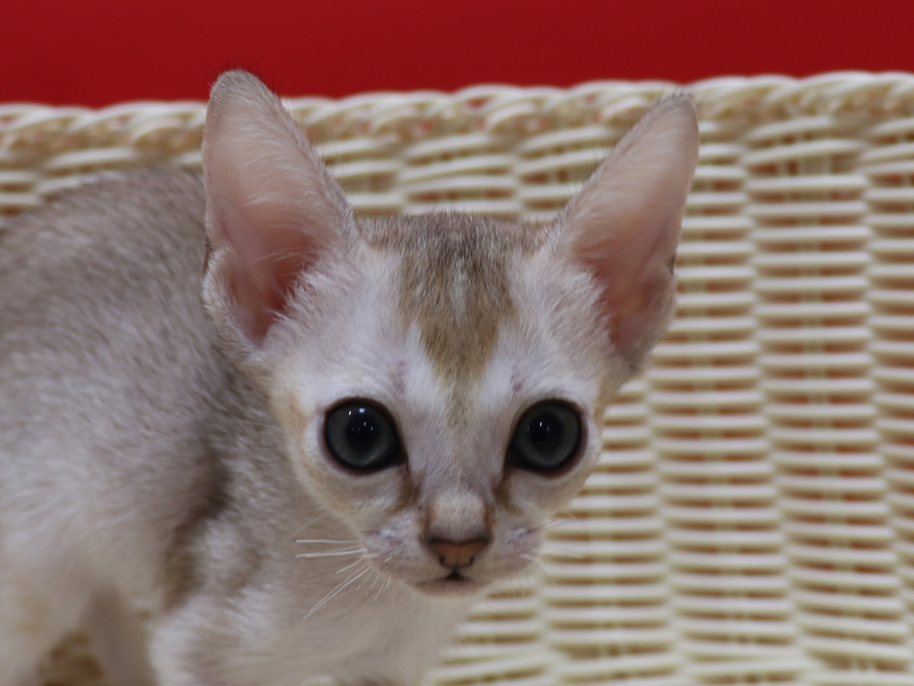 シンガプーラの子猫画像