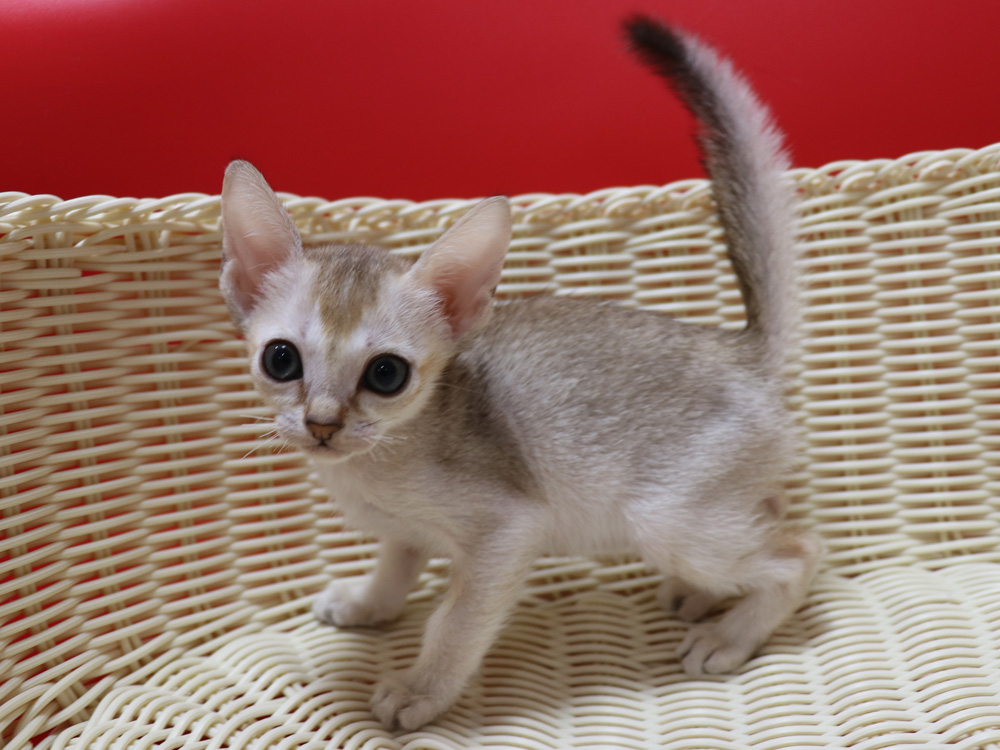シンガプーラの子猫画像