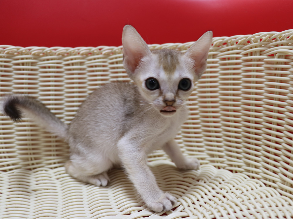シンガプーラの子猫画像