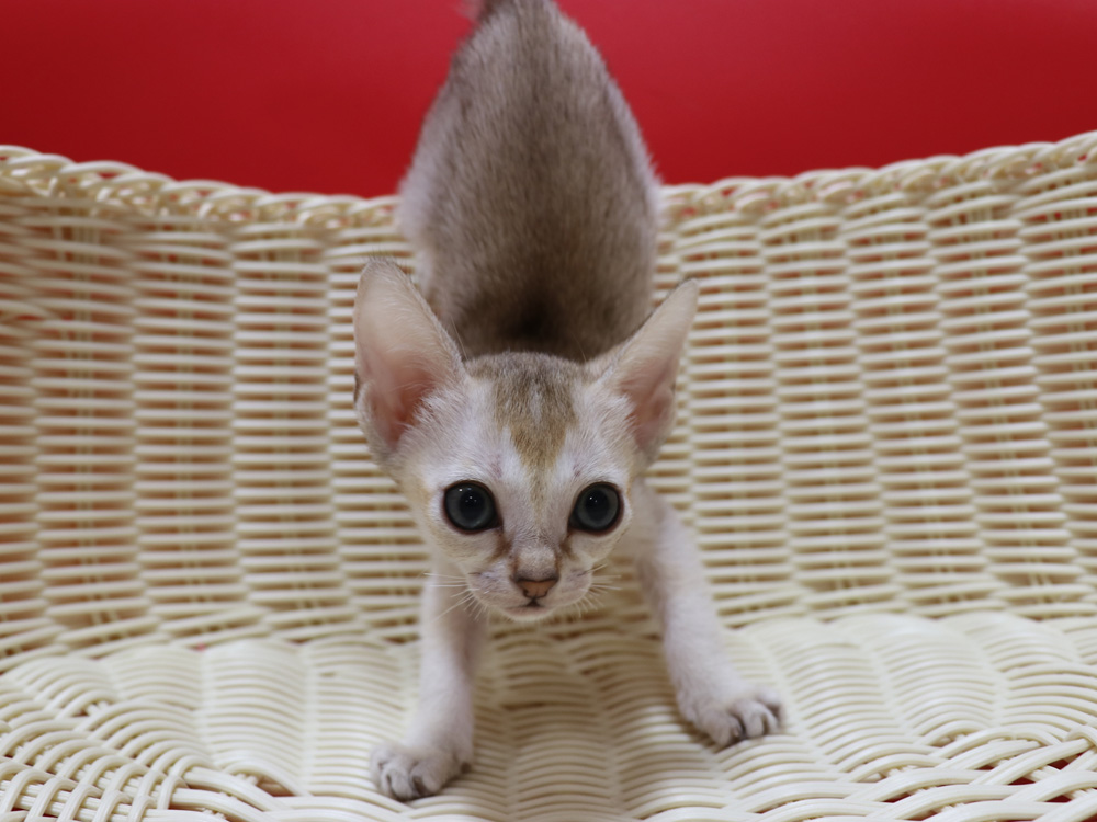 シンガプーラの子猫画像