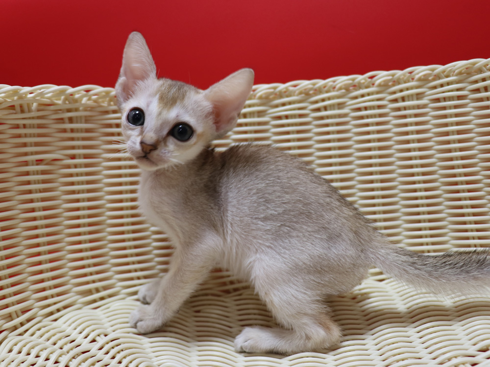シンガプーラの子猫画像
