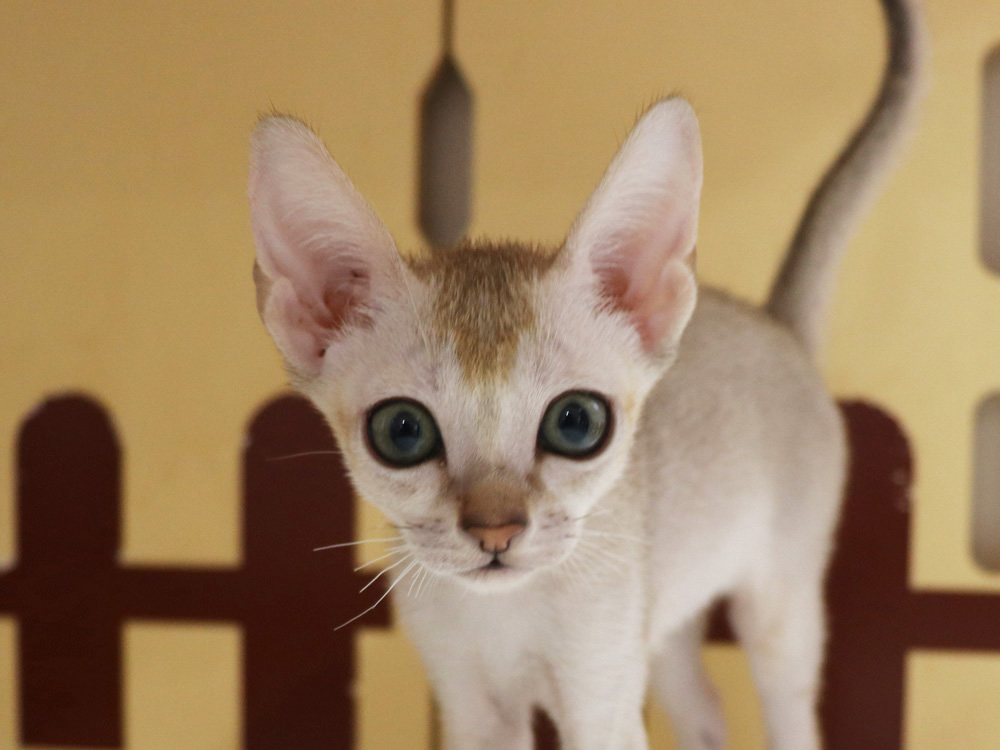 シンガプーラの子猫画像