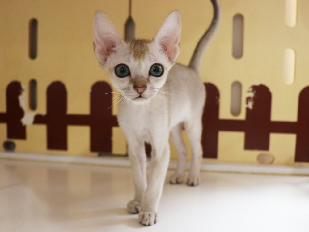 シンガプーラの子猫画像