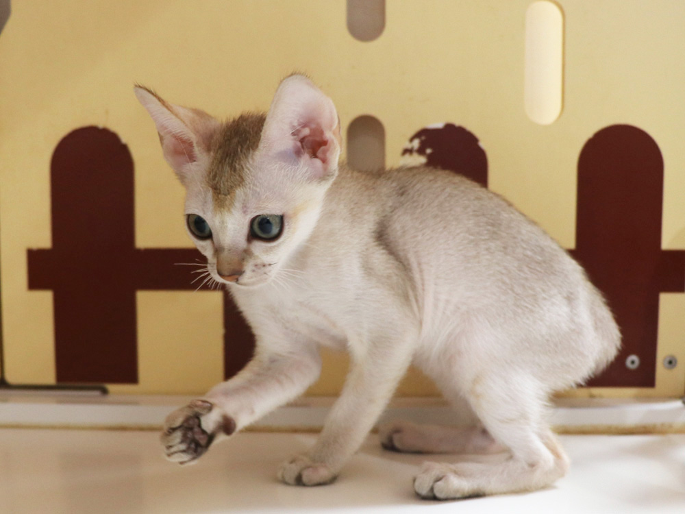 シンガプーラの子猫画像