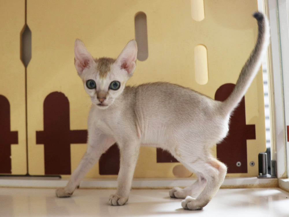 シンガプーラの子猫画像