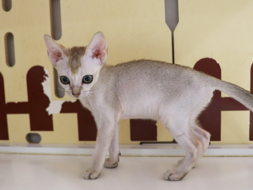 シンガプーラの子猫画像