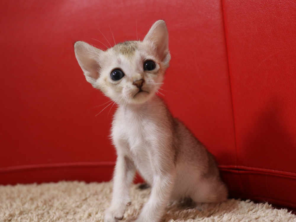 シンガプーラの子猫画像