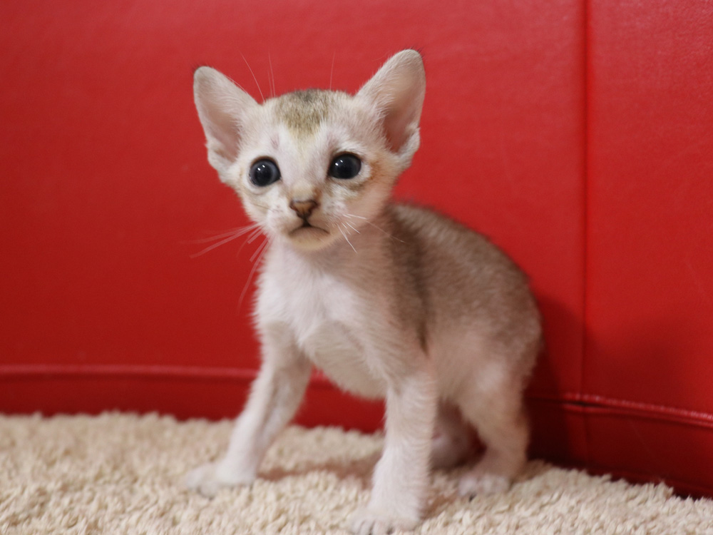 シンガプーラの子猫画像