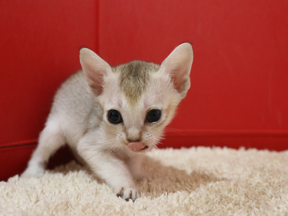 シンガプーラの子猫画像