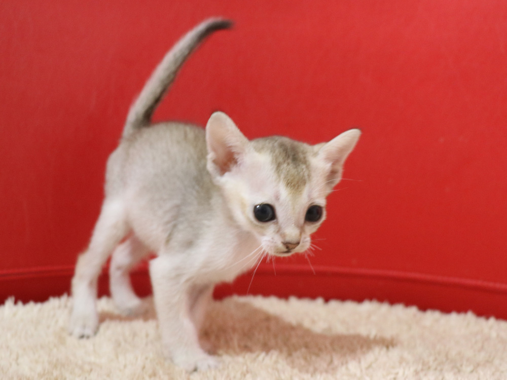 シンガプーラの子猫画像