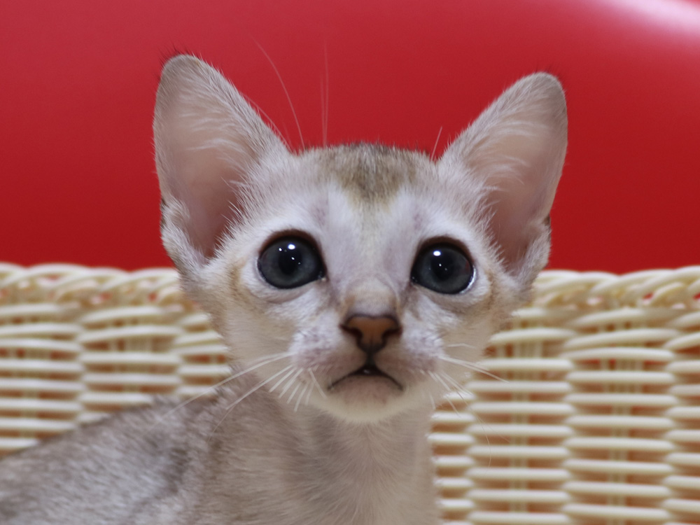 シンガプーラの子猫画像