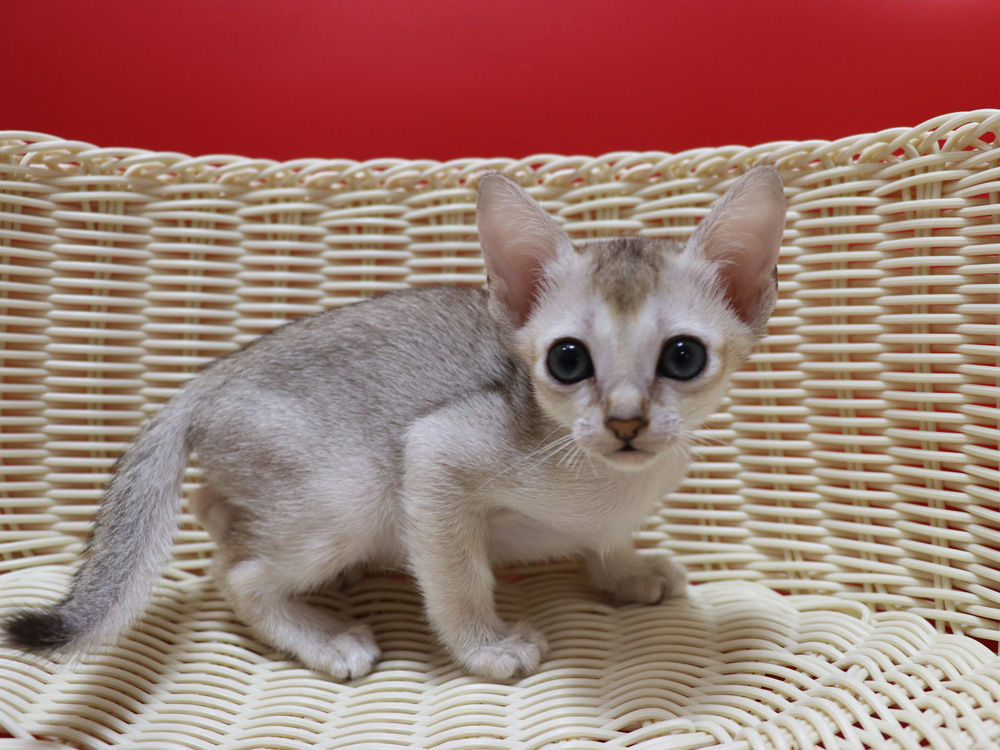 シンガプーラの子猫画像
