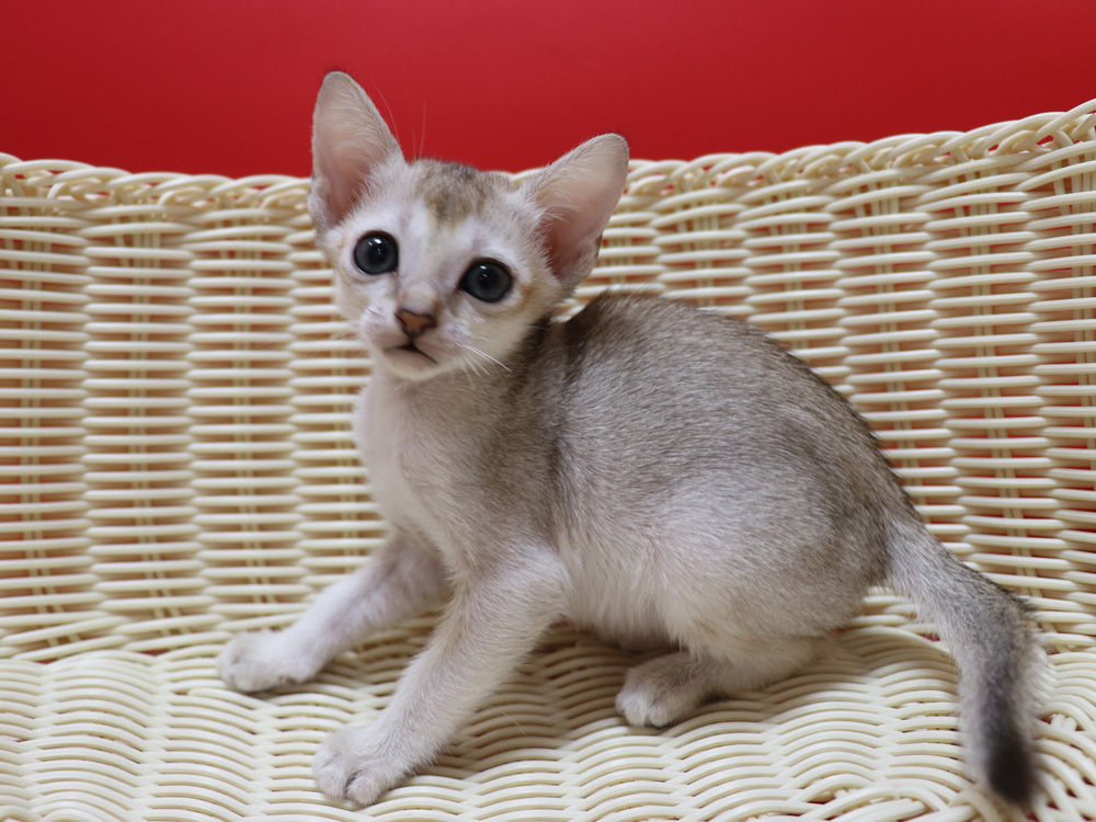 シンガプーラの子猫画像