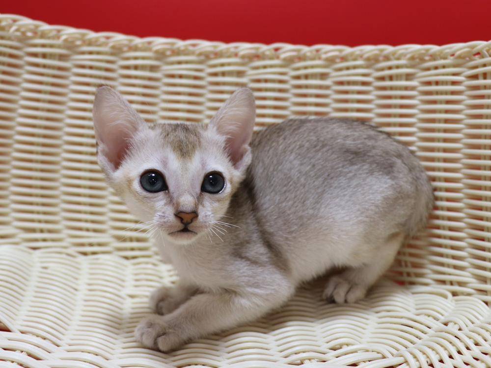 シンガプーラの子猫画像