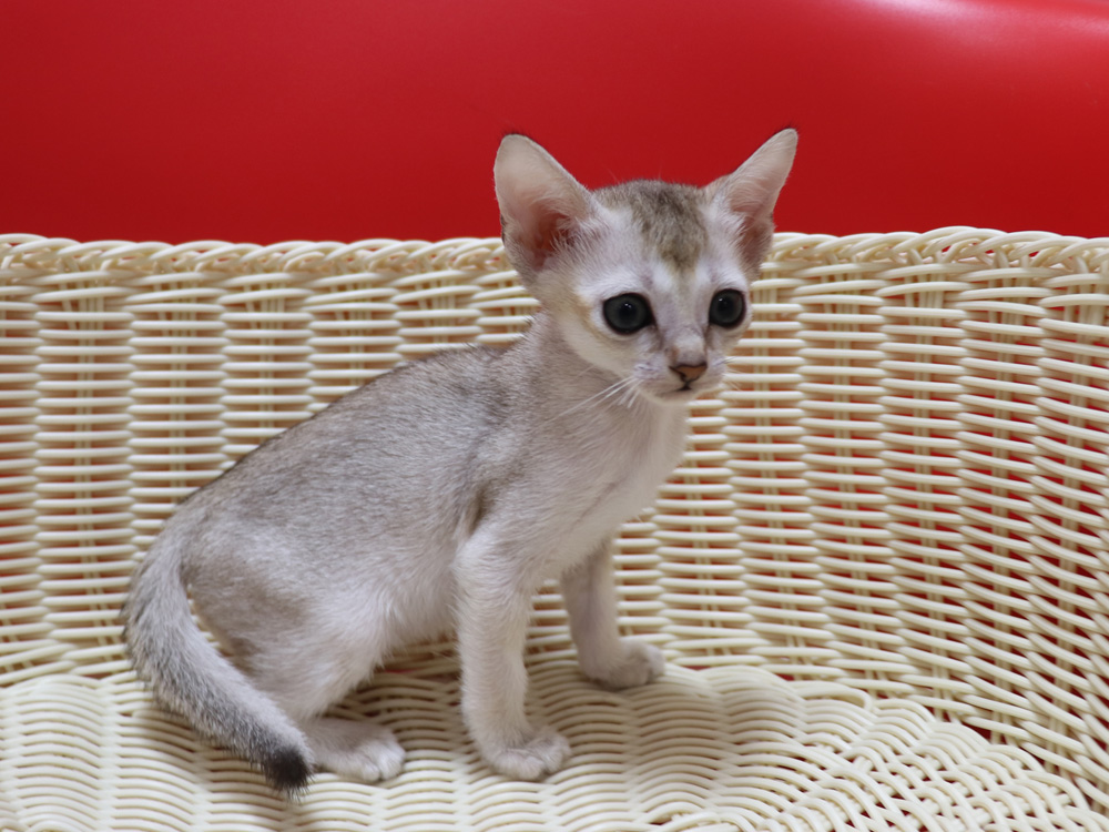 シンガプーラの子猫画像