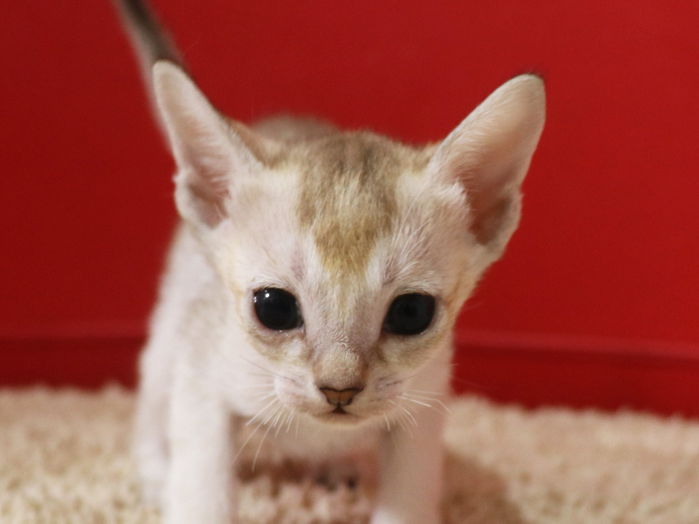 シンガプーラの子猫画像
