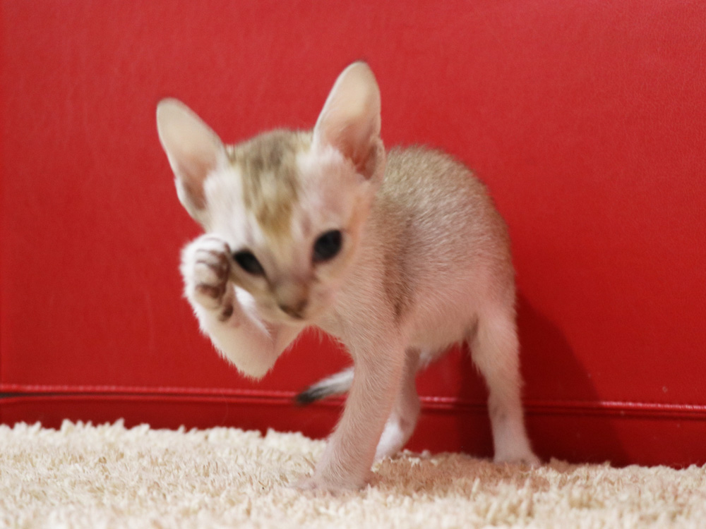 シンガプーラの子猫画像