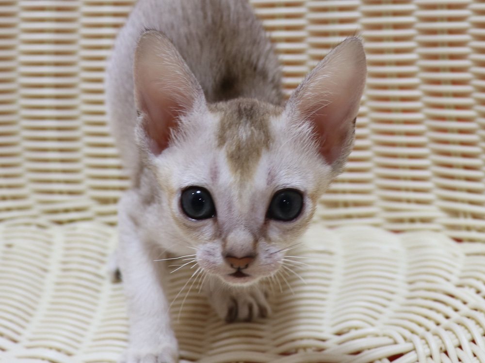 シンガプーラの子猫画像