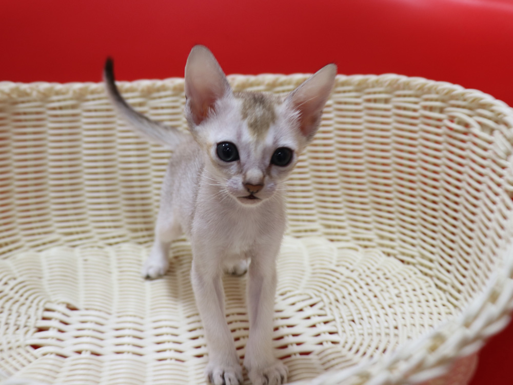シンガプーラの子猫画像