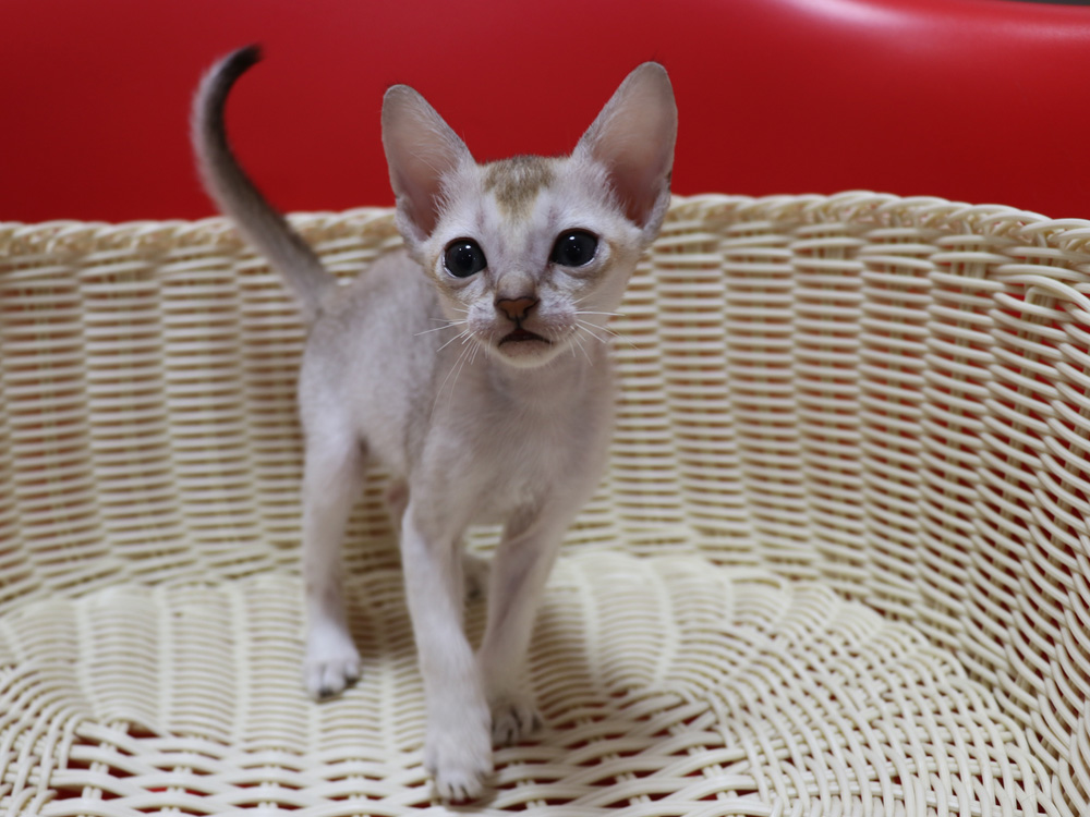 シンガプーラの子猫画像