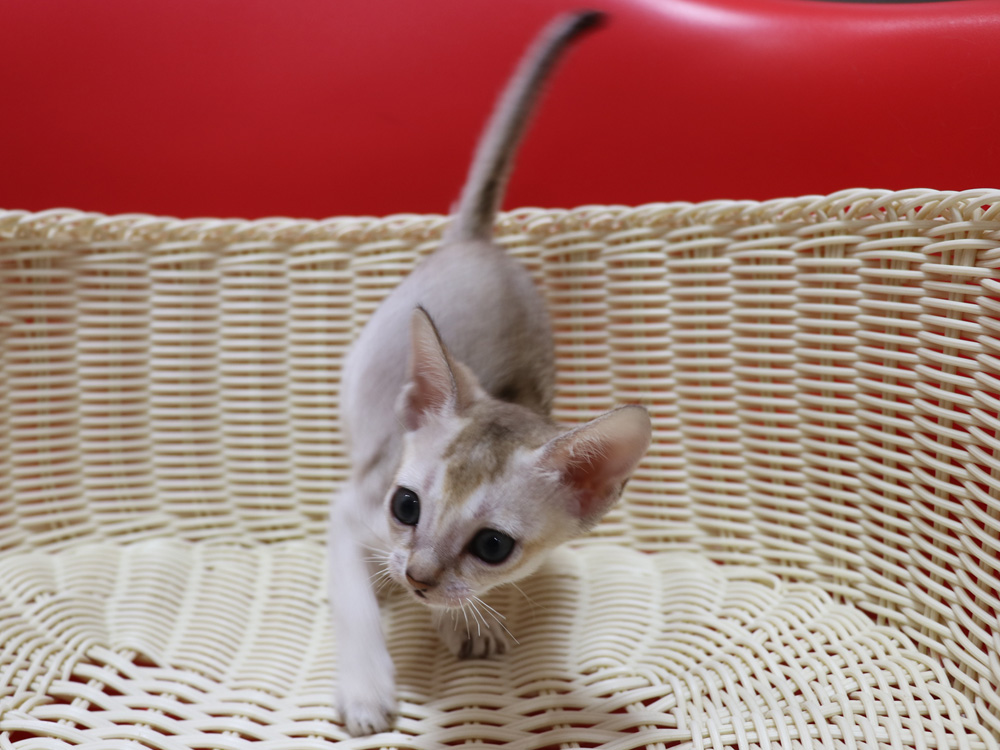 シンガプーラの子猫画像