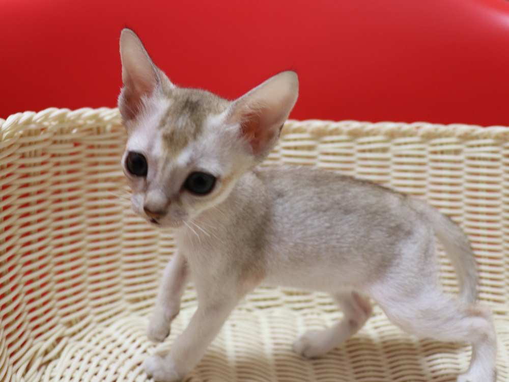 シンガプーラの子猫画像