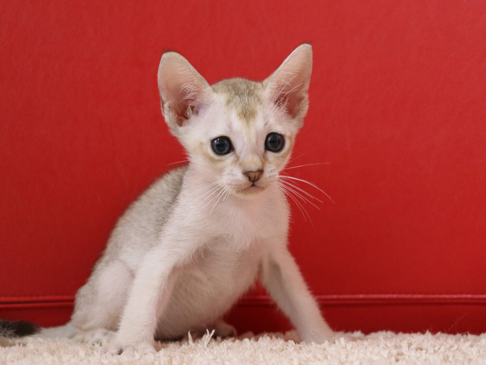 シンガプーラの子猫画像