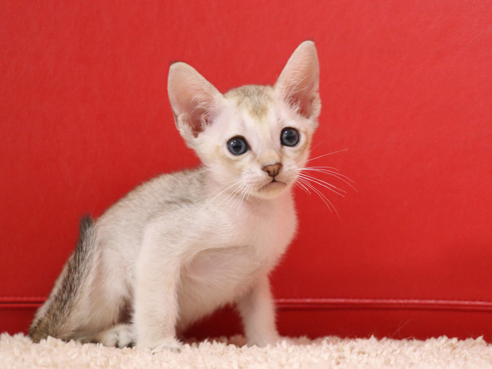 シンガプーラの子猫画像