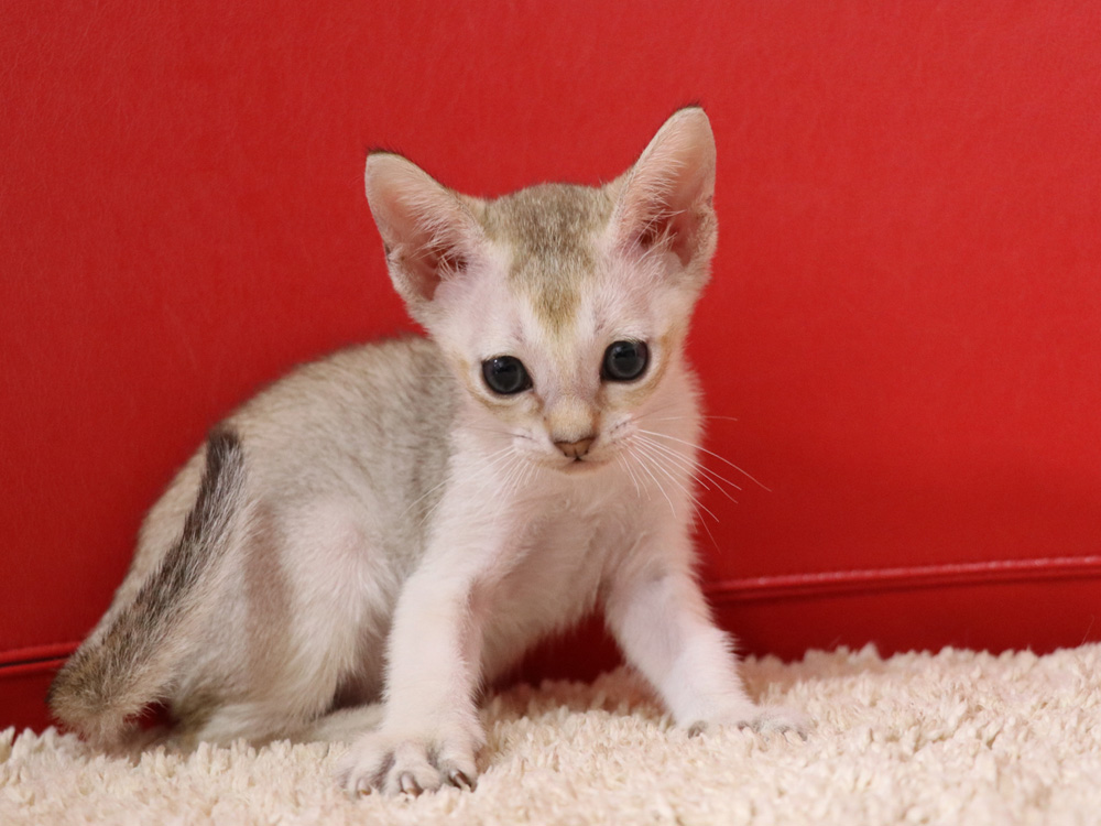 シンガプーラの子猫画像