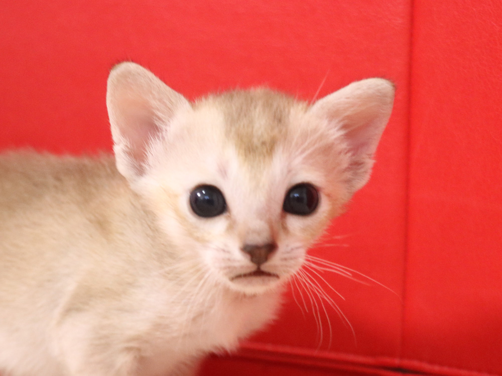シンガプーラの子猫画像
