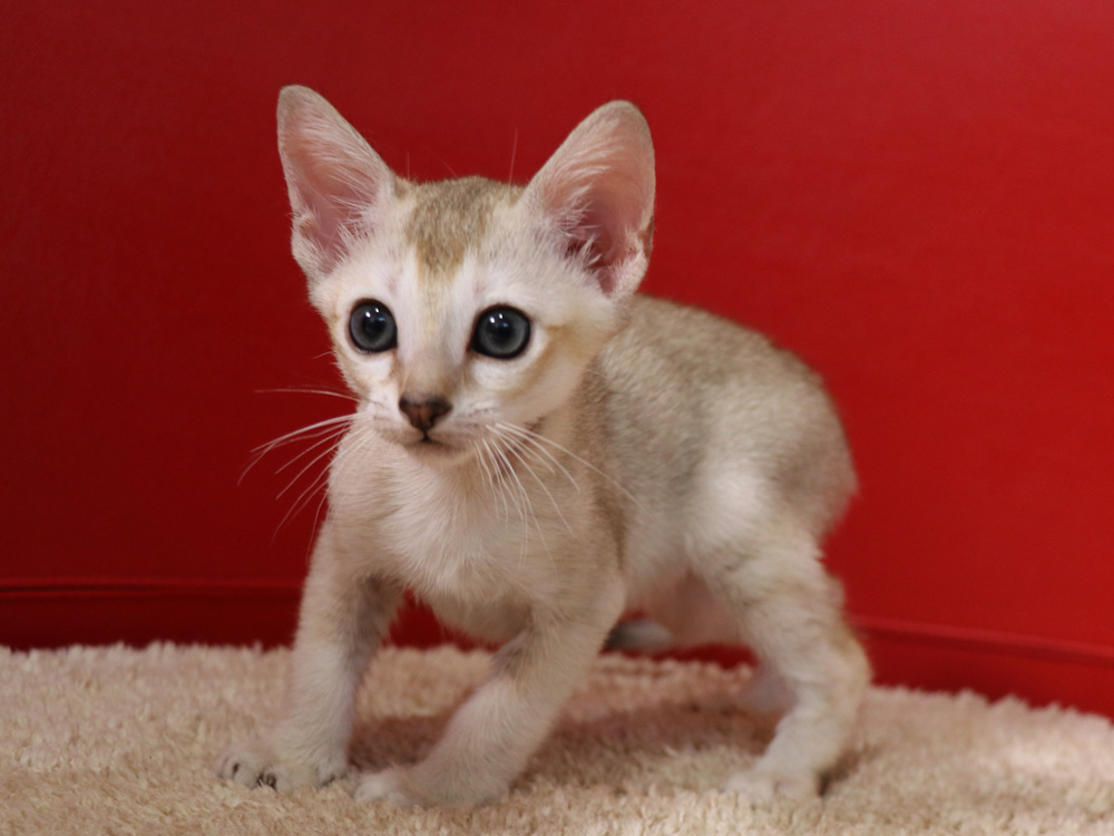 シンガプーラの子猫画像