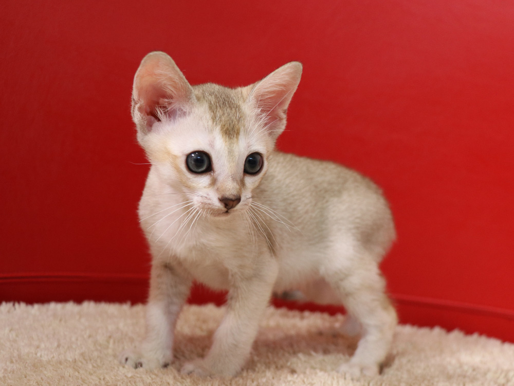 シンガプーラの子猫画像