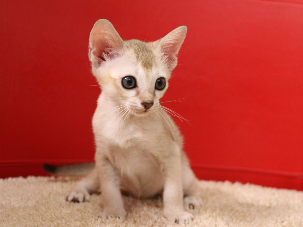 シンガプーラの子猫画像