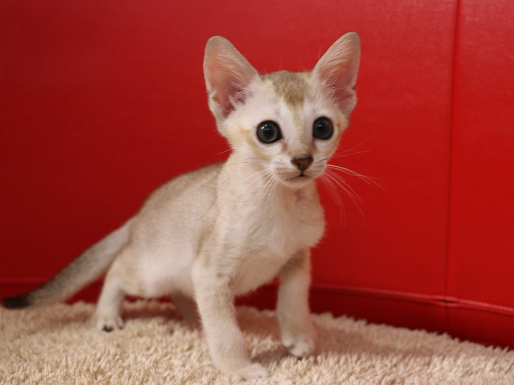 シンガプーラの子猫画像