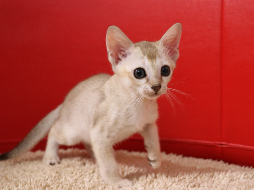 シンガプーラの子猫画像
