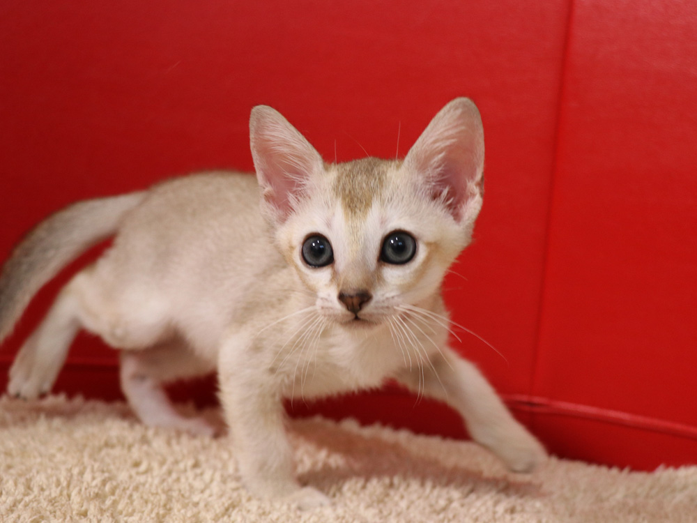 シンガプーラの子猫画像
