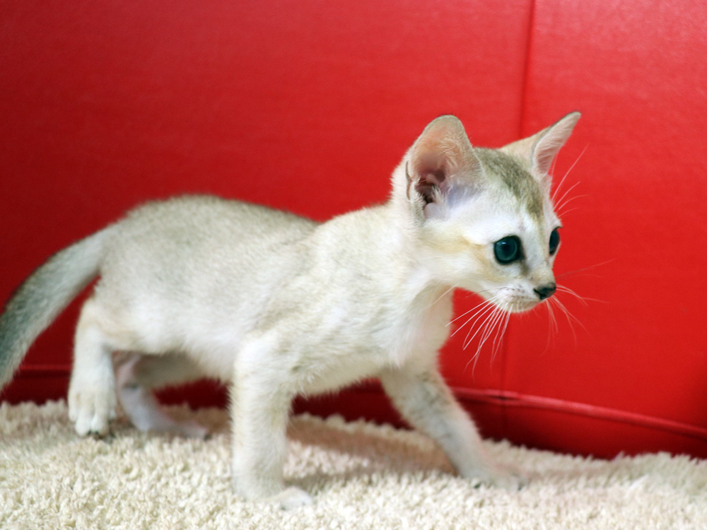 シンガプーラの子猫画像